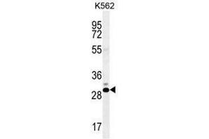 CT45A Antibody (N-term) western blot analysis in K562 cell line lysates (35µg/lane). (CT45A2 anticorps  (N-Term))