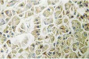Immunohistochemistry (IHC) analyzes of Granzyme H antibody in paraffin-embedded human pancreas tissue. (GZMH anticorps)