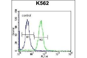CACNG4 Antibody (Center) (ABIN656794 and ABIN2846013) flow cytometric analysis of K562 cells (right histogram) compared to a negative control cell (left histogram). (CACNG4 anticorps  (AA 147-175))