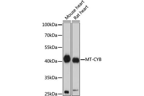 Cytochrome b antibody