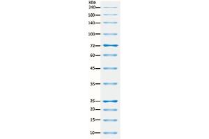 SDS-PAGE (SDS) image for ExcelBand™ All Blue Broad Range Protein Marker (ABIN5662606) (ExcelBand™ All Blue Broad Range Protein Marker)