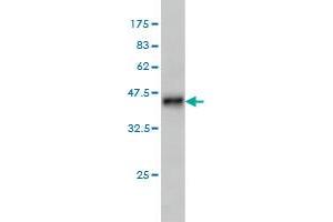 Western Blot detection against Immunogen (36.