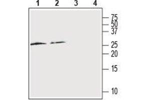Western blot analysis of rat spleen (lanes 1 and 3) and cortex (lanes 2 and 4): - 1,2. (RAMP2 anticorps  (Extracellular, N-Term))