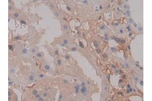 Detection of FGA in Human Kidney Tissue using Polyclonal Antibody to Fibrinogen Alpha Chain (FGA)