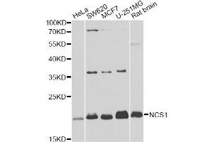 Western blot analysis of extracts of various cell lines, using NCS1 antibody. (NCS1 anticorps)