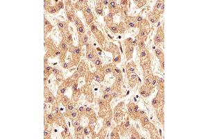 Immunohistochemical analysis of paraffin-embedded H.