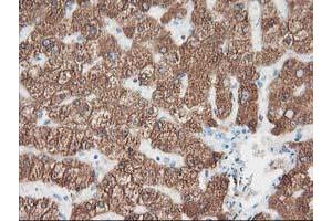 Immunohistochemical staining of paraffin-embedded Human liver tissue using anti-CYP2A6 mouse monoclonal antibody. (CYP2A6 anticorps)