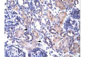 Image no. 1 for anti-TNF Receptor-Associated Protein 1 (TRAP1) (AA 41-90) antibody (ABIN202875)