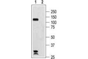 Western blot analysis of rat brain membranes: - 1.