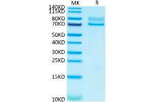 Syndecan 1 Protein (SDC1) (AA 23-254) (Fc Tag)
