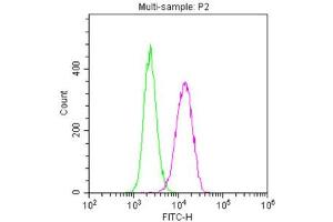 Overlay histogram showing U251 cells stained with ABIN7161178 (red line).