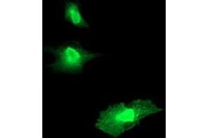 Anti-RGS16 mouse monoclonal antibody (ABIN2455383) immunofluorescent staining of COS7 cells transiently transfected by pCMV6-ENTRY RGS16 (RC202430). (RGS16 anticorps)