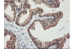 Image no. 13 for anti-NIF3 NGG1 Interacting Factor 3-Like 1 (NIF3L1) antibody (ABIN1496615) (NIF3L1 anticorps)