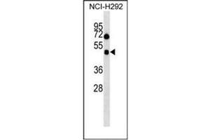 Western blot analysis of Orexin receptor type 1 Antibody (Center) in NCI-H292 cell line lysates (35ug/lane).