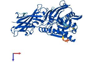 AlphaFold protein structure predicition of Human Recombinant BAAT Protein, UniprotID Q14032