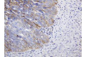 Image no. 2 for anti-CD99 (CD99) antibody (ABIN1497383) (CD99 anticorps)