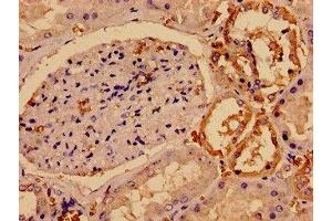 Immunocytochemistry analysis of human kidney tissue using ABIN7170866 at dilution of 1:100