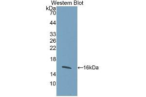 Detection of Recombinant WISP1, Mouse using Polyclonal Antibody to WNT1 Inducible Signaling Pathway Protein 1 (WISP1)