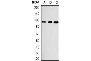 Western blot analysis of GASP2 expression in A549 (A), Raw264.