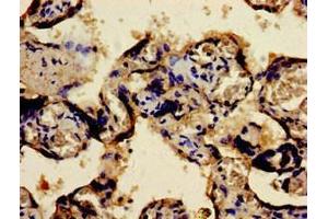 Immunohistochemistry of paraffin-embedded human placenta tissue using ABIN7165602 at dilution of 1:100 (FOSB anticorps  (AA 1-41))
