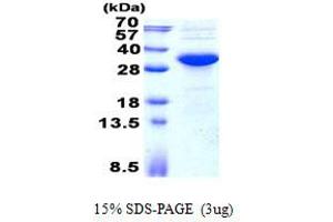 Image no. 1 for Potassium Channel Tetramerisation Domain Containing 15 (KCTD15) protein (His tag) (ABIN1098739)