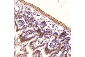 IHC analysis of Ribonuclease 3 using anti-Ribonuclease 3 antibody (ABIN5693221).