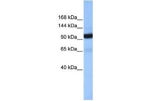 COPB1 antibody used at 1 ug/ml to detect target protein. (COPB1 anticorps  (Middle Region))