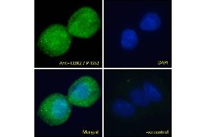 ABIN184672 Immunofluorescence analysis of paraformaldehyde fixed HepG2 cells, permeabilized with 0. (PTGS2 anticorps  (C-Term))