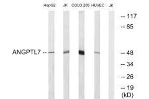 Western blot analysis of extracts from HepG2 cells, Jurkat cells, COLO cells and HUVEC cells, using ANGPTL7 antibody. (ANGPTL7 anticorps  (C-Term))