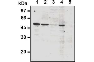 Western Blotting (WB) image for anti-Cyclin A2 (CCNA2) antibody (ABIN567779) (Cyclin A anticorps)