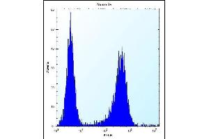 LYPL1 Antibody (Center) (ABIN657876 and ABIN2846832) flow cytometric analysis of Neuro-2a cells (right histogram) compared to a negative control cell (left histogram). (LYPL1 anticorps  (AA 88-117))