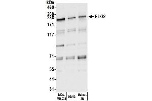 anti-Filaggrin Family Member 2 (FLG2) (AA 100-150) antibody