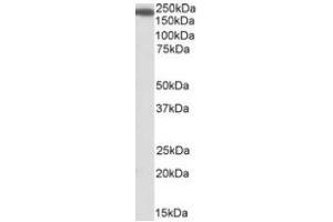 Antibody (1µg/ml) staining of Human Kidney lysate (35µg protein in RIPA buffer). (IQGAP1 anticorps  (Internal Region))