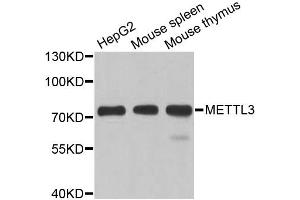 Western blot analysis of extracts of various cell lines, using METTL3 antibody (ABIN5974672) at 1/1000 dilution. (METTL3 anticorps)