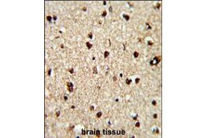 Formalin-fixed and paraffin-embedded human brain reacted with TECPR1 Antibody , which was peroxidase-conjugated to the secondary antibody, followed by DAB staining. (TECPR1 anticorps  (C-Term))