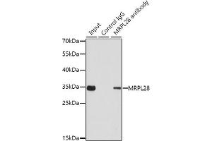 Immunoprecipitation analysis of 200 μg extracts of 293T cells using 1 μg MRPL28 antibody (ABIN6130560, ABIN6144010, ABIN6144011 and ABIN6221605). (MRPL28 anticorps  (AA 1-256))
