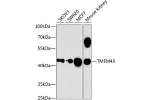 Western blot analysis of extracts of various cell lines using TMEM43 Polyclonal Antibody at dilution of 1:1000. (TMEM43 anticorps)
