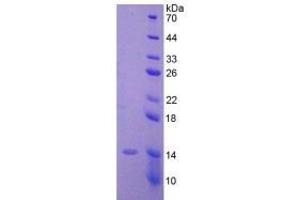 SDS-PAGE of Protein Standard from the Kit (Highly purified E.
