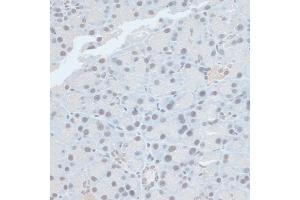 Immunohistochemistry of paraffin-embedded rat pancreas using ZNF581 antibody (ABIN6128960, ABIN6150520, ABIN6150521 and ABIN6217055) at dilution of 1:100 (40x lens).