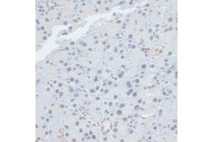 Immunohistochemistry of paraffin-embedded rat pancreas using ZNF581 antibody (ABIN6128960, ABIN6150520, ABIN6150521 and ABIN6217055) at dilution of 1:100 (40x lens). (ZNF581 anticorps  (AA 1-90))