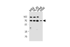 GABRQ Antibody (C-term) (ABIN1881359 and ABIN2843284) western blot analysis in K562,HL-60,Jurkat,A549 cell line lysates (35 μg/lane). (GABRQ anticorps  (AA 585-613))