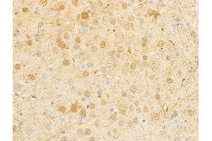 anti-Neurogranin (NRGN) (N-Term) antibody