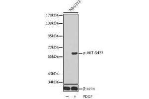 Western blot analysis of extracts from NIH/3T3 using Phospho-AKT(S473) Polyclonal Antibody. (AKT1 anticorps  (pSer473))