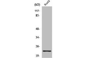 Western Blot analysis of HuvEc cells using Ribosomal Protein S9 Polyclonal Antibody (RPS9 anticorps  (Internal Region))
