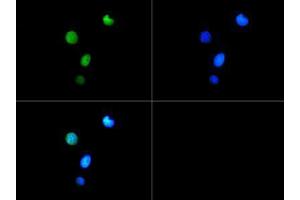 Immunofluorescence of Rabbit Anti-Histone H3 [Trimethyl Lys9, p Thr6] Antibody.