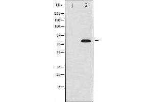 Western blot analysis of AFX expression in serum treated 293 whole cell lysates,The lane on the left is treated with the antigen-specific peptide. (FOXO4 anticorps  (Internal Region))