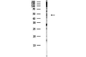 Western blot analysis of lysates from COLO205 cells(heat-shock,45 min treatment), using LNP Antibody at 1/1000 dilution. (Lunapark anticorps)