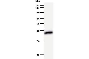 Western Blotting (WB) image for anti-Zinc Finger Protein 509 (ZBTB49) antibody (ABIN931073) (ZBTB49 anticorps)