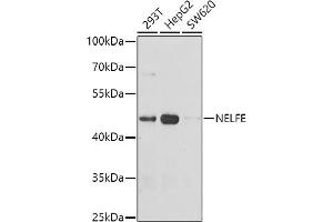 Western blot analysis of extracts of various cell lines, using NELFE antibody (ABIN6127279, ABIN6144527, ABIN6144529 and ABIN6222777) at 1:1000 dilution. (RDBP anticorps  (AA 1-280))