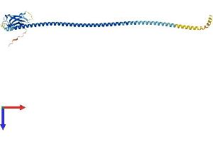 AlphaFold protein structure predicition of Mouse Recombinant Calcoco2 Protein, UniprotID A2A6M5